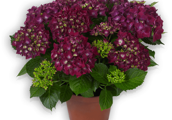 Hydrangea macrophylla Hot Red lila, 10cm