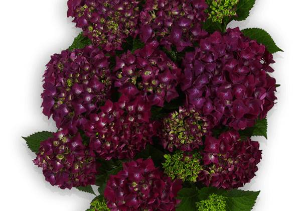 Hydrangea macrophylla Hot Red lila, 10cm