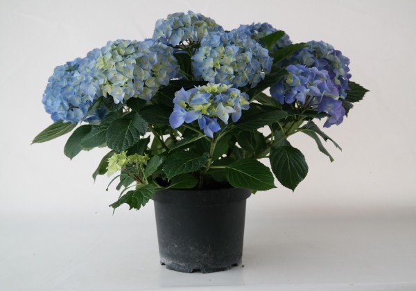 Hydrangea macrophylla Marine blue, 10cm podā