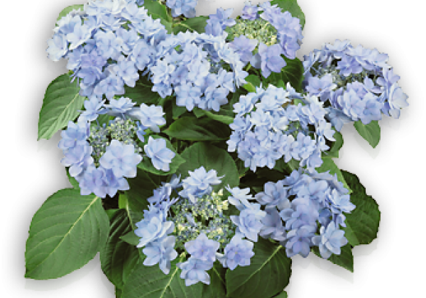 Hydrangea macrophylla You&Me Romance Blau, 14cm podā