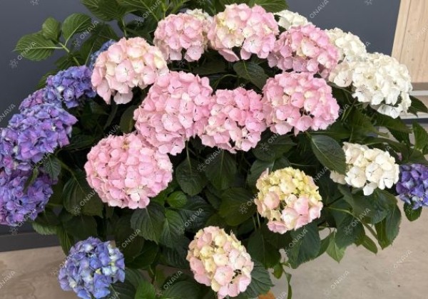 Hydrangea macrophylla Colour Club Tabeltenisa Blau (Ampel) 27cm podā