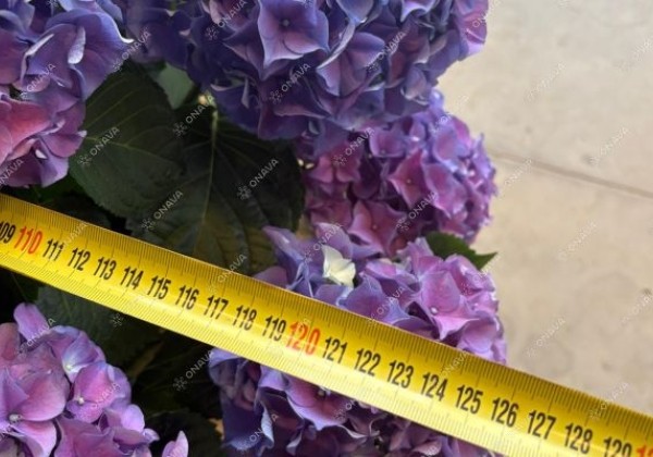 Hydrangea macrophylla Colour Club Tabeltenisa Blau (Ampel) 27cm podā