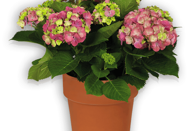 Hydrangea macrophylla Schloss Moyland lila, 50cm podā