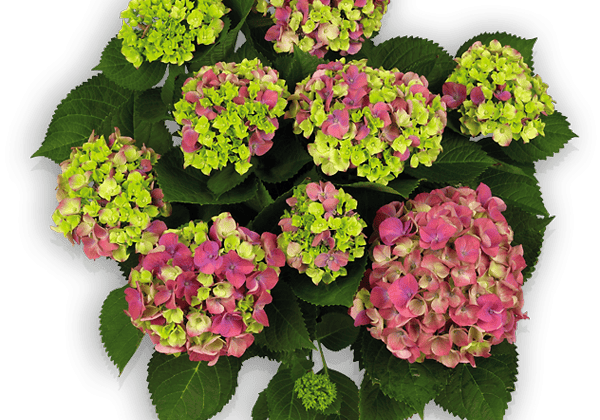 Hydrangea macrophylla Schloss Moyland lila, 50cm podā