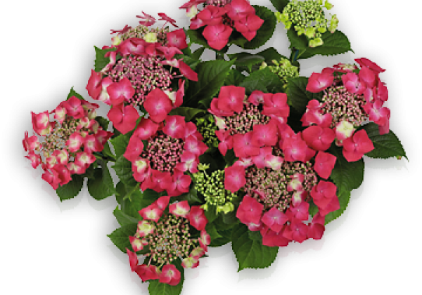 Hydrangea macrophylla Kardinal, 23cm podā