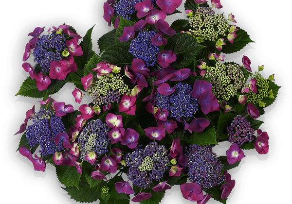 Hydrangea macrophylla Kardinal lila 23cm podā