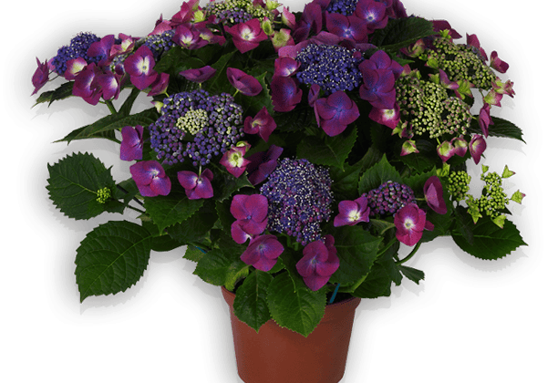 Hydrangea macrophylla Kardinal lila 23cm podā