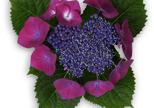 Hydrangea macrophylla Kardinal lila 23cm podā
