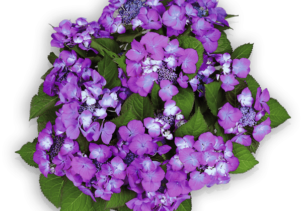 Hydrangea macrophylla Dark Angel lila, 19cm podā