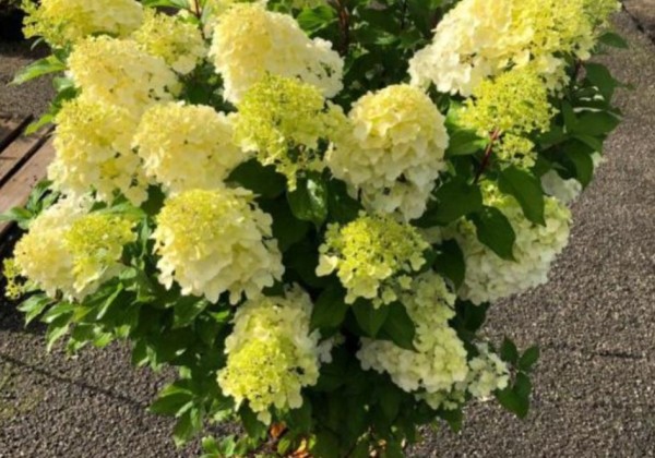 Hydrangea paniculata Hercules, 23cm