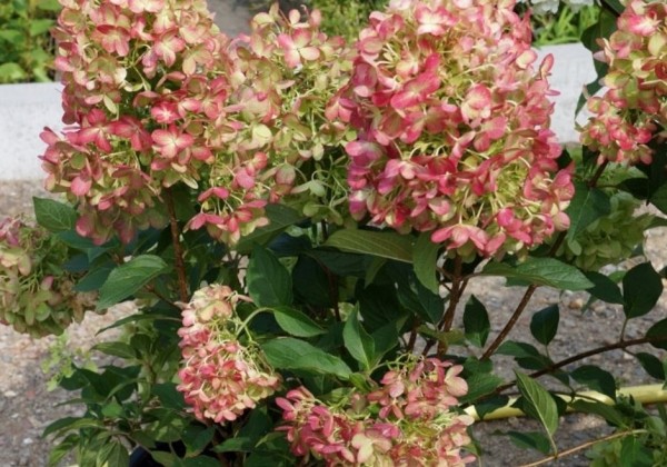 Hydrangea paniculata Graffity, 23cm podā