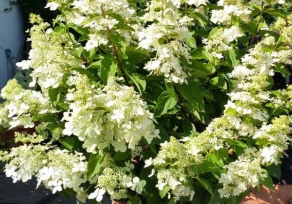 Hydrangea paniculata Confetti, 23cm podā