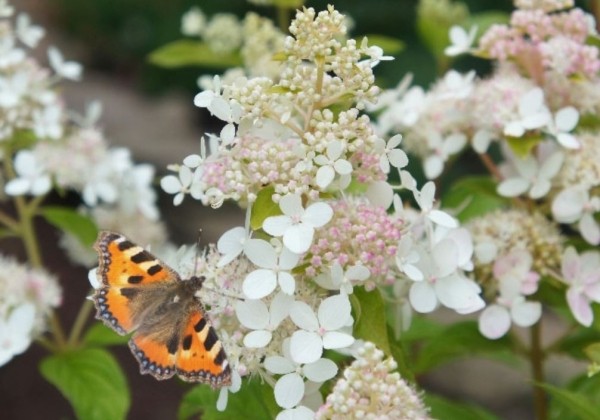 Hydrangea paniculata Confetti, 23cm podā