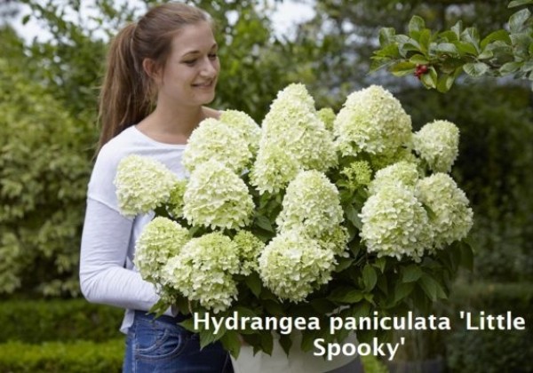 Hydrangea paniculata Little Spooky, 23cm podā