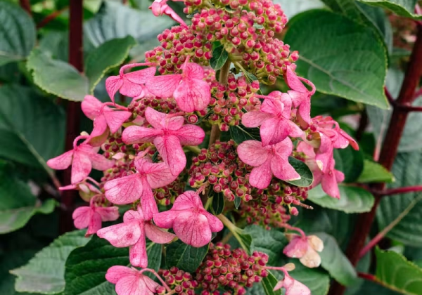 Hydrangea paniculata Living Infinity, 23cm podā