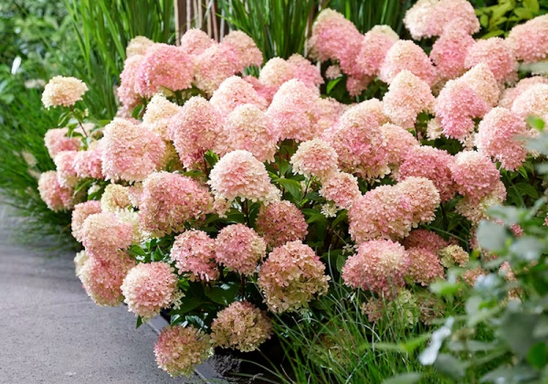 Hydrangea paniculata Living Little Love, 23cm podā