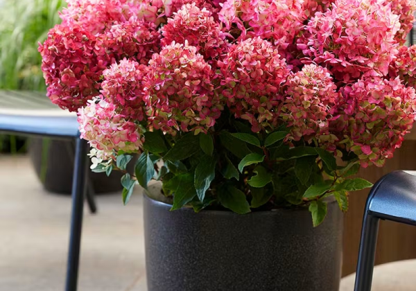 Hydrangea paniculata Living Little Rosy, 23cm podā