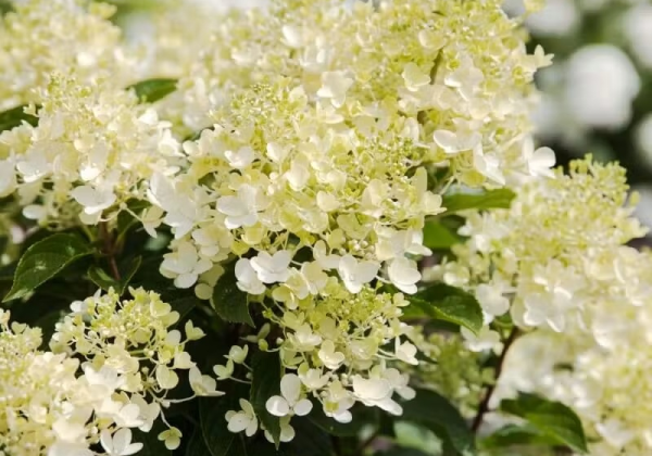 Hydrangea paniculata Living Milk&Honey, 23cm podā