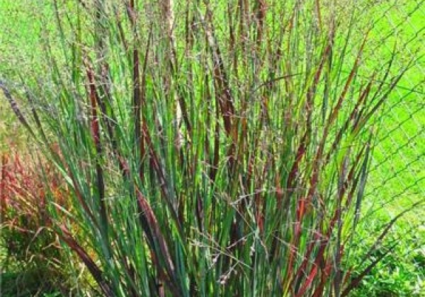 Panicum virgatum  Heiliger Hain