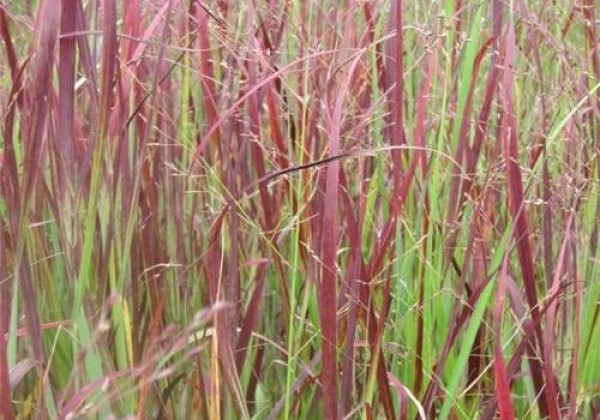 Panicum virgatum  Kulsenmoor