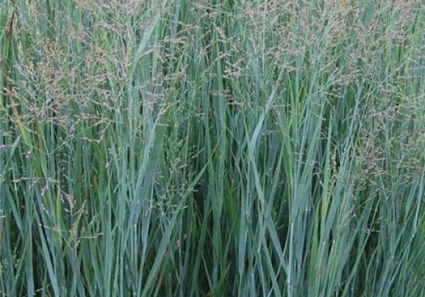 Panicum virgatum  Prairie Sky
