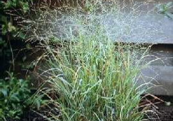 Panicum virgatum  Rehbraun