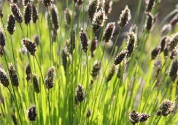 Sesleria heufleriana
