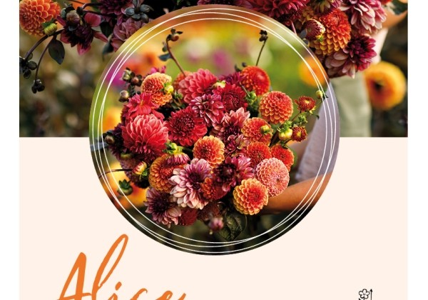 Dahlia hortensis Alice