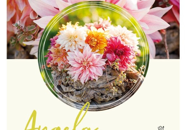Dahlia hortensis Angela