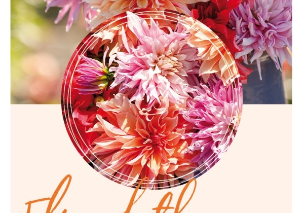 Dahlia hortensis Elizabeth