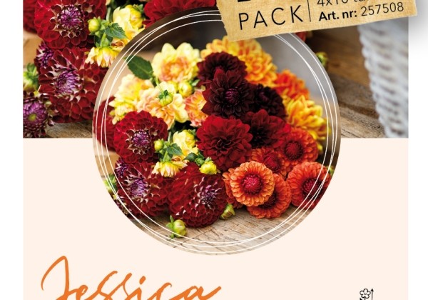 Dahlia hortensis Jessica