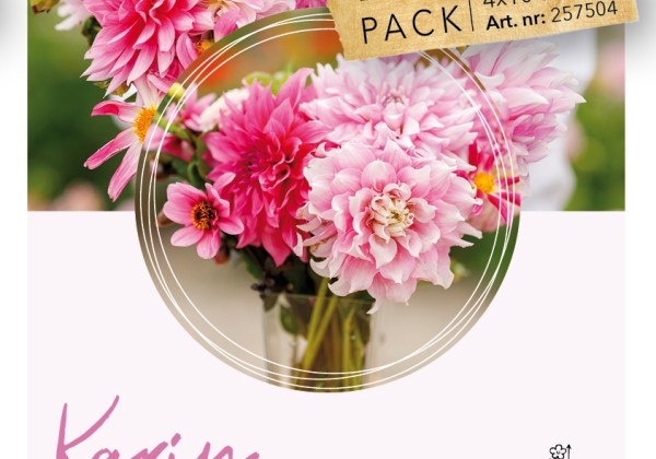 Dahlia hortensis Karin