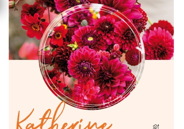 Dahlia hortensis Katherine