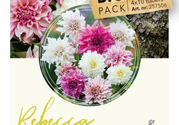 Dahlia hortensis Rebecca