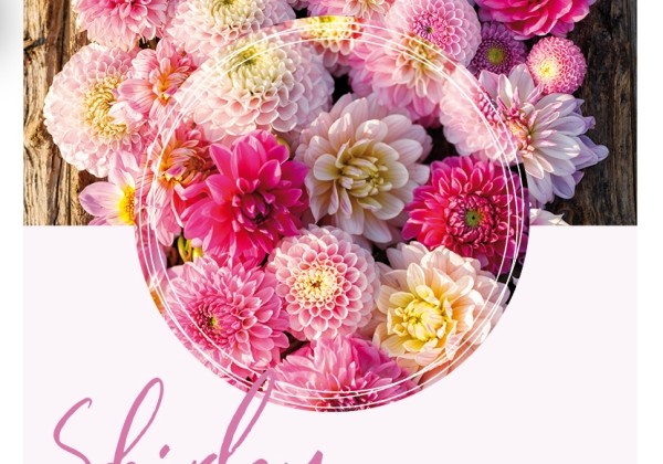 Dahlia hortensis Shirley
