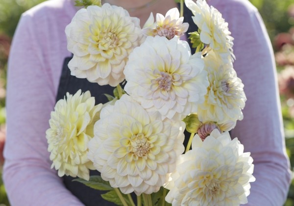 Dahlia hortensis Alloway Cottage