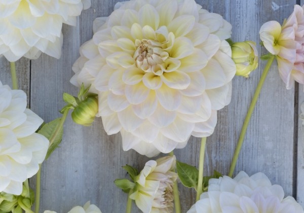 Dahlia hortensis Alloway Cottage