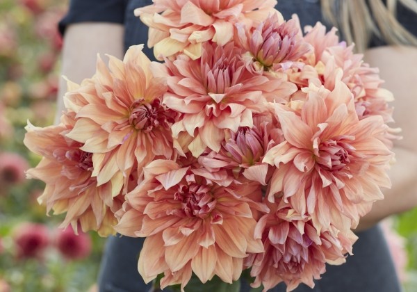 Dahlia hortensis Babylon Brons
