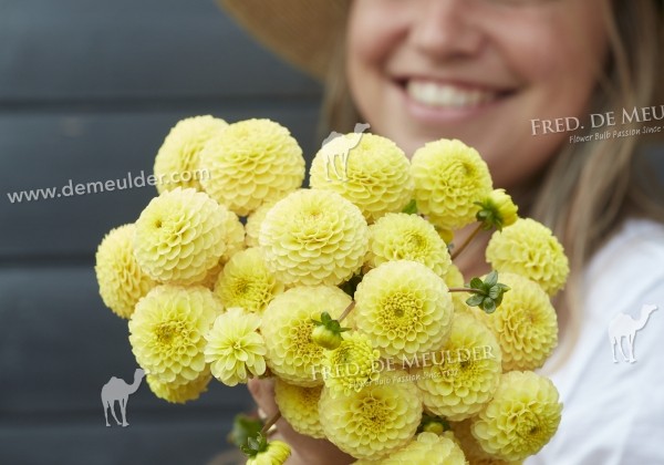 Dahlia hortensis Buttercup