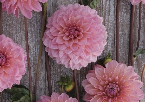 Dahlia hortensis Doris Duke