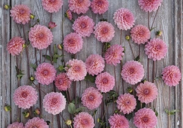 Dahlia hortensis Doris Duke