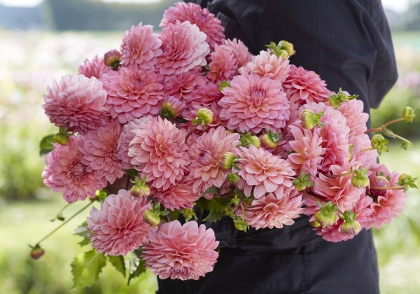 Dahlia hortensis Doris Duke