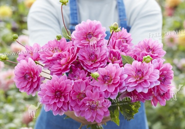 Dahlia hortensis Onesta