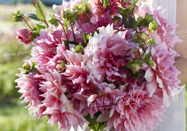 Dahlia hortensis Otto's Thrill