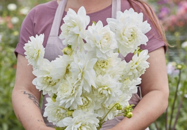 Dahlia hortensis Peace Pact