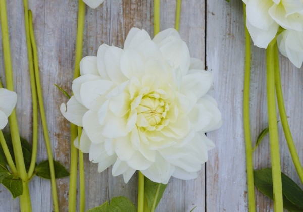 Dahlia hortensis Peace Pact