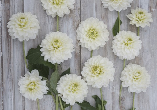 Dahlia hortensis Polar Ice