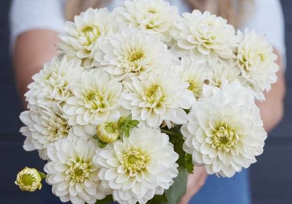 Dahlia hortensis Polar Ice