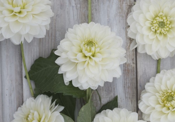 Dahlia hortensis Polar Ice