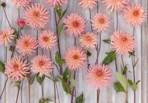 Dahlia hortensis Preference